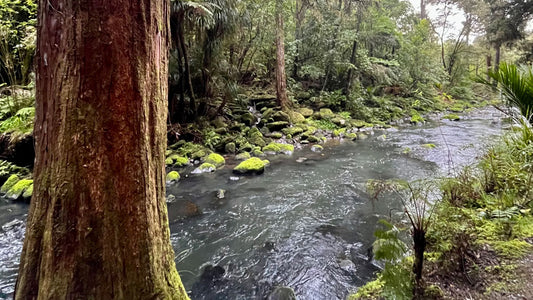 Yerba Mate for Outdoor Adventures: The Perfect Drink for New Zealand Hikers